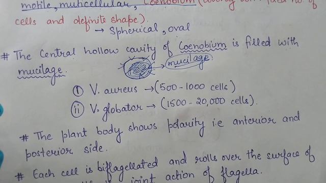 Introduction to volvox - green algae смотреть онлайн