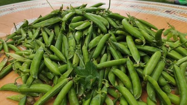 Моя заготовка на зиму зелёного горошка!