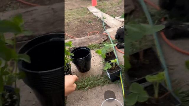 Мята разные сорта смотреть онлайн