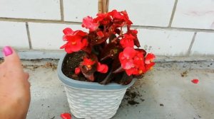 ФУКСИЯ Уход и выращивание. Мой опыт