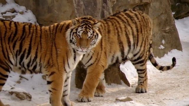 [NX10] Tigers in the Seoul Grand Park смотреть онлайн