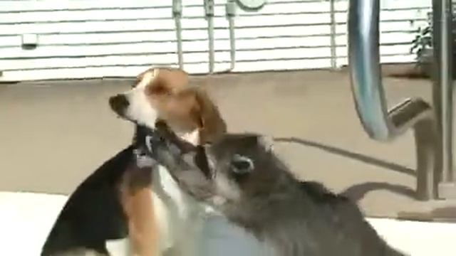 Бассейн енот и собака приколы с животными собаками еноты драка смотреть онлайн