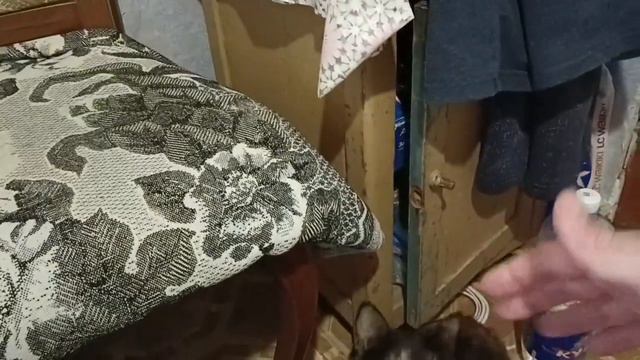 Это ИНТЕРЕСНО!!!Кошка Муся ест Пасхальные яйца смотреть онлайн