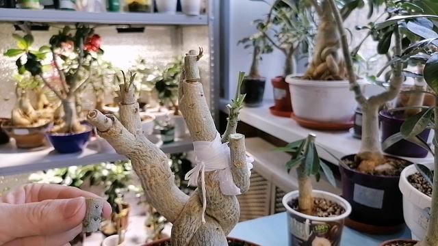 АДЕНИУМ КОСИЧКА. ПРИВИВКА. ПЕРЕСАДКА. смотреть онлайн