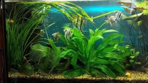 Метронидазол. Способы применения,дозировка.#будни аквариума