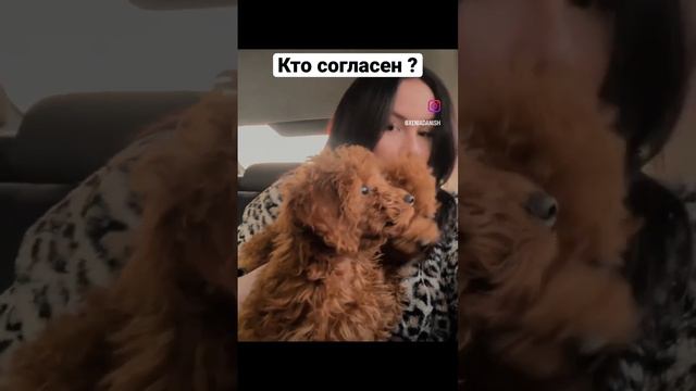 #мальтипу #пудель #собаки #купитьпуделя #тойпудель #рекомендации #cat смотреть онлайн