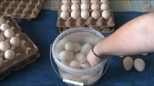 Разведение племенной индейки с нуля. Часть-3 //Секреты хороших урожаев.