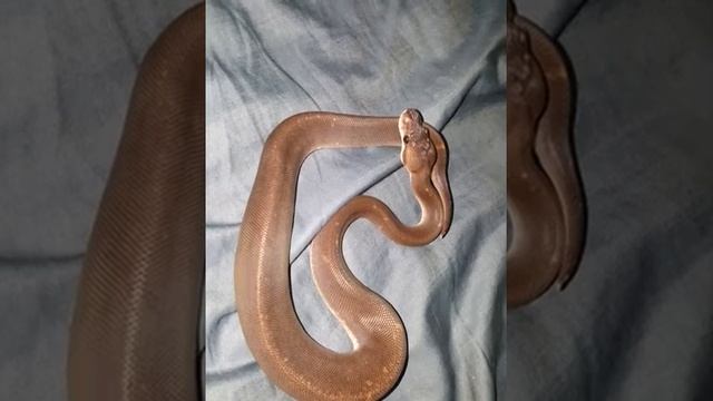 Unboxing my super cinnamon ball python..... Gorgeous смотреть онлайн