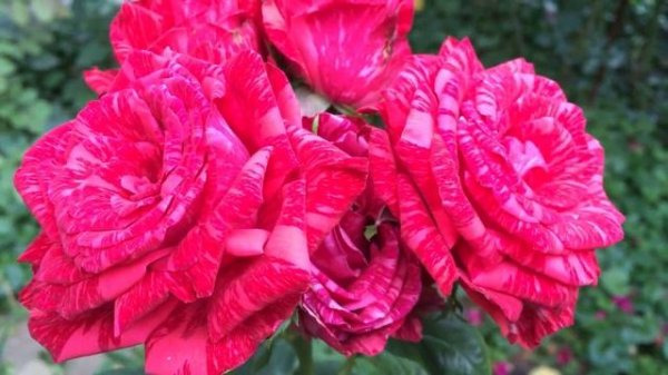 Роза Red Intuition  Ред Интуишн в моем саду.