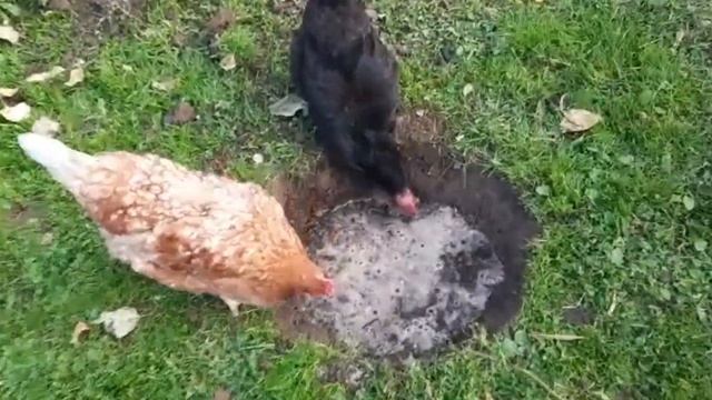 ПЕРЕСАДКА ВЗРОСЛОЙ ГОРТЕНЗИИ ОСЕНЬЮ ??? ПОРА ИСПРАВЛЯТЬ ОШИБКИ ????.... смотреть онлайн