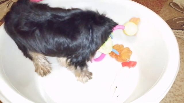 Как играет щенок йоркширского терьера смотреть онлайн