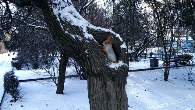 Белка в дупле парка Максима Горького! Декабрь. Зима. Ростов-на-Дону. смотреть онлайн