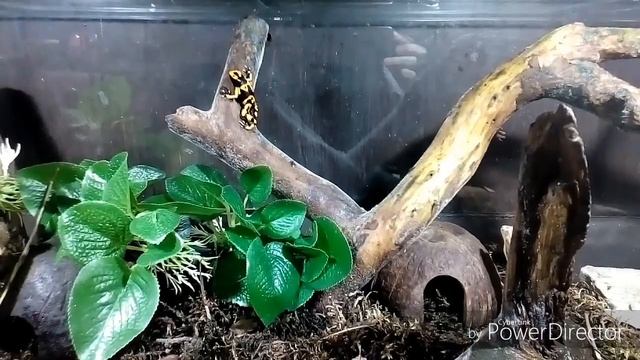 Наблюдение за лягушками смотреть онлайн