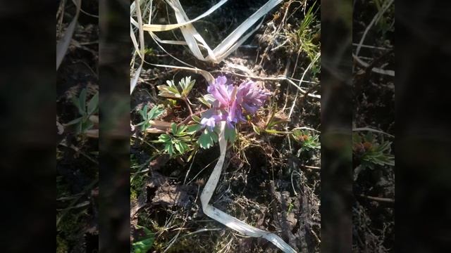 Пришла Весна смотреть онлайн