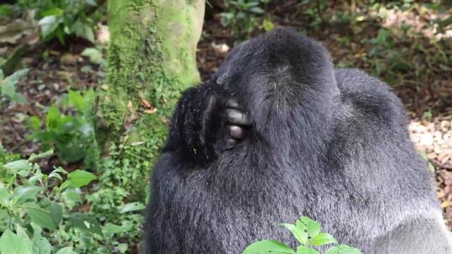 10 ЖИВОТНЫХ, КОТОРЫЕ ИСЧЕЗНУТ С ЛИЦА ЗЕМЛИ В БЛИЖАЙШИЕ 20 ЛЕТ смотреть онлайн