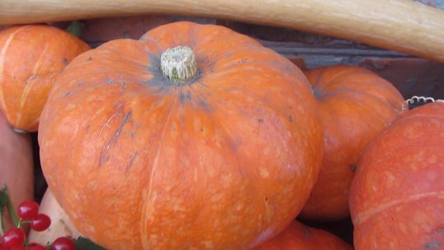 ЧТО ПРИГОТОВИТЬ ИЗ ТЫКВЫ, 6 сортов тыкв на 3-х сотках, кроме всех остальных культур. смотреть онлайн