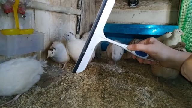 Содержание птицы на подстилке. Нужный инструмент для ее рыхления))) смотреть онлайн