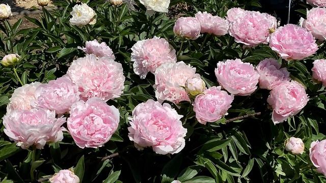 Пионы FRINGED IVORY и PINK TINKERBELLE / Сад Ворошиловой смотреть онлайн