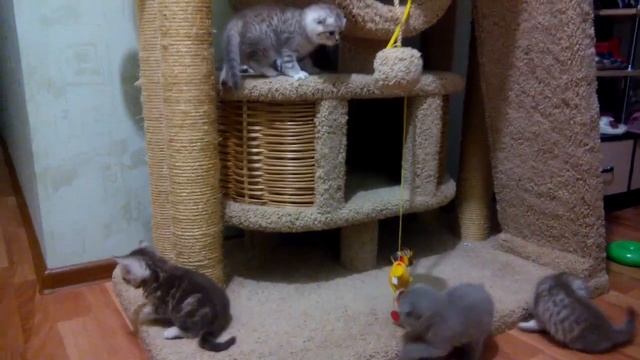 Плюшевые шубки смотреть онлайн