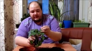 Цикламен уход и пересадка после покупки в магазине