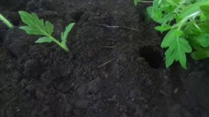 ЗАЧЕМ Я УДАЛЯЮ СЕМЯДОЛИ НА ТОМАТАХ? Ольга Чернова.