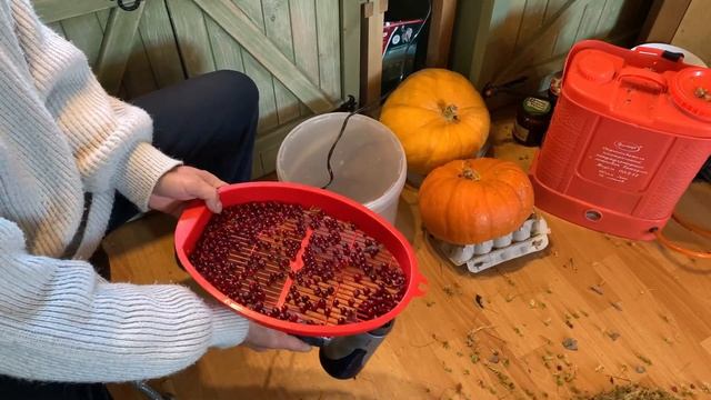 Очистка клюквы от мусора без проблем