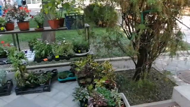 ТУАПСЕ 2020. ПРОГУЛКА НА РЫНОК ПО УЛИЦЕ ГАЛИНЫ ПЕТРОВОЙ. ( Часть 1) смотреть онлайн