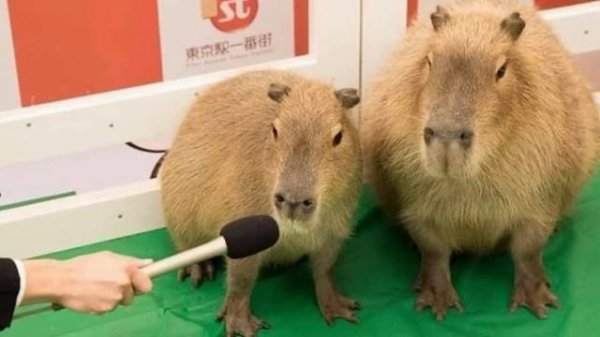 ДОМАШНИЙ КАПИБАРА! Необычный питомец. Как ухаживать за капибарой. Капибара уход.