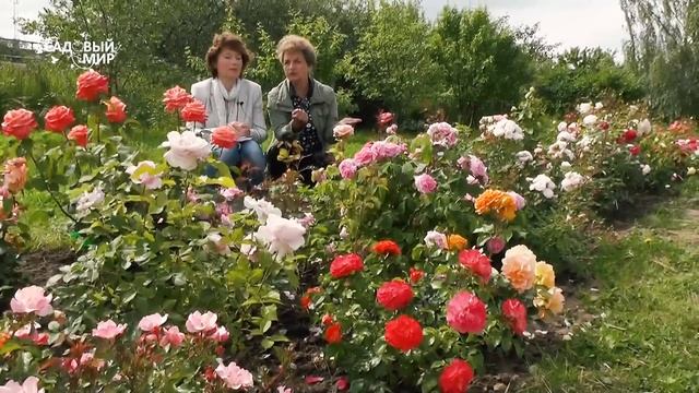 10 надежных роз для Северного Сада смотреть онлайн