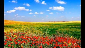 Поля  цветов