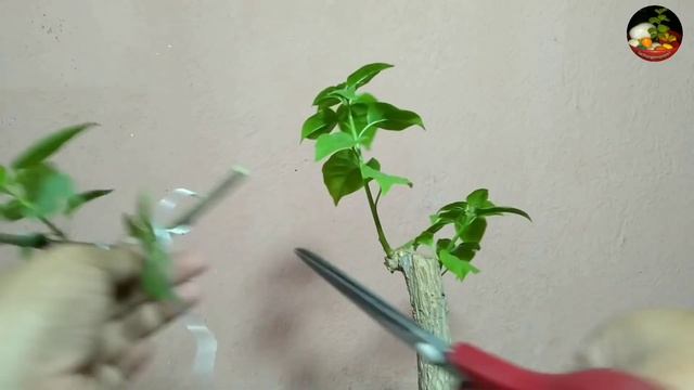 Making Bougainvillea Bonsai || Update 2