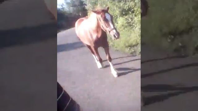 Жеребец хотел подружиться смотреть онлайн