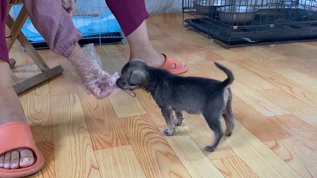 Abandoned Puppy Who Once Stopped Breathing, Witnesses the Miracle of Life in Three Months смотреть онлайн