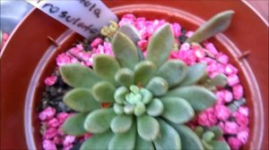 #SINOCRASSULA #DENSIROSULATA