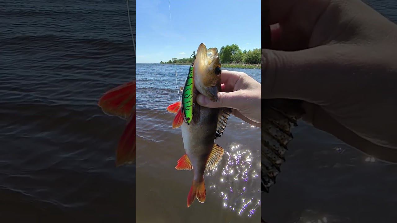 Рыбалка2024 окунь на орбит #shortvideo #рыбалка #fishing #fishingvideo #fish смотреть онлайн