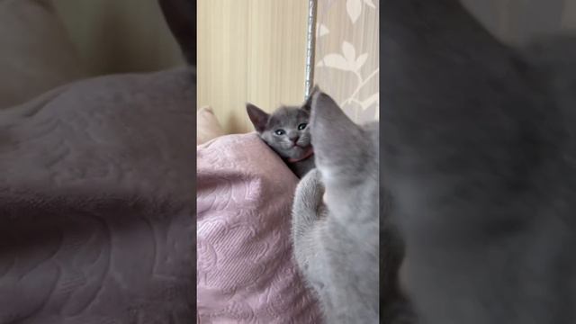Русские голубые котята смотреть онлайн
