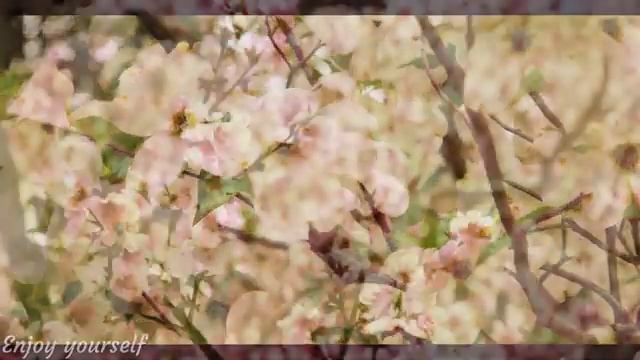 Calming Music That Heals Stress, Stop Anxiety And Depression • Beautiful Forest Birdsong #21