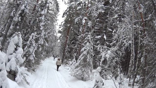 Отличие следа рыси от волчьего смотреть онлайн