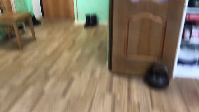 Кошка Муся приносит мышку смотреть онлайн