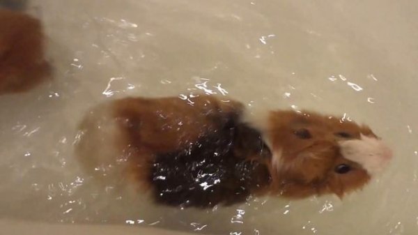 Морские свинки плавают!