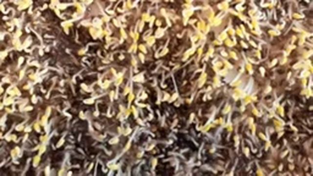 Чиа растёт. Радует. смотреть онлайн