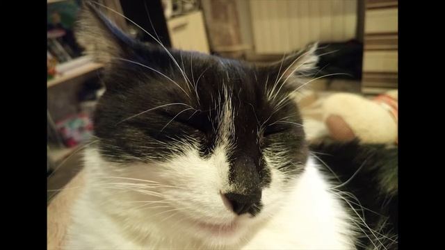 Ошо Беспокойство отступает благодаря глубокому пониманию смотреть онлайн