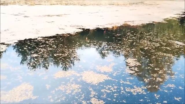 Ловля ротана осенью в сентябре на удочку,с лодки. смотреть онлайн