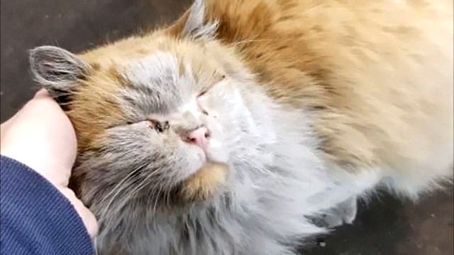 Все хотят отмыть кота Грязнулю. Но это просто бесполезно… смотреть онлайн