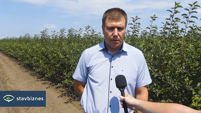 "Сады Ставрополья" в Минераловодском округе выращивают более 6-ти миллионов саженцев яблок смотреть онлайн