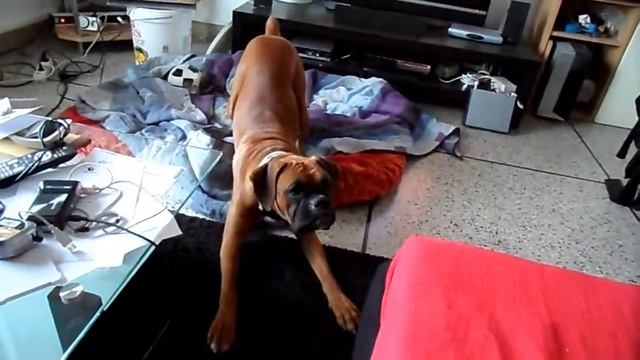 boxer смотреть онлайн