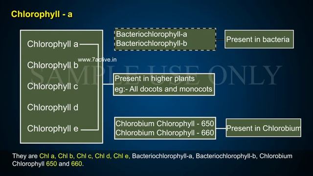 PHOTOSYNTHESIS IN HIGHER PLANTS_PART 02 смотреть онлайн