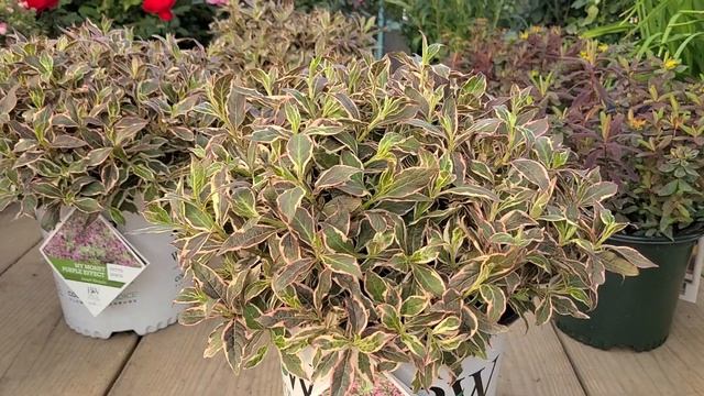 Weigela My Monet® Purple Effect® // Amazing, Hardy Shrub with All Season Long Colorful Foliage смотреть онлайн