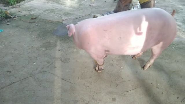 92,400 php for 9 pigs real income смотреть онлайн