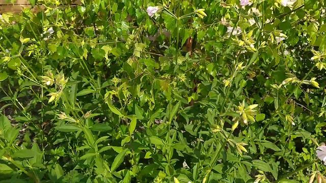 МИЛЬНЯНКА ( Собаче мило)🌸🌿 смотреть онлайн